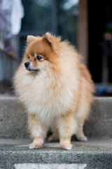 Pomeranian dog in a suspect face