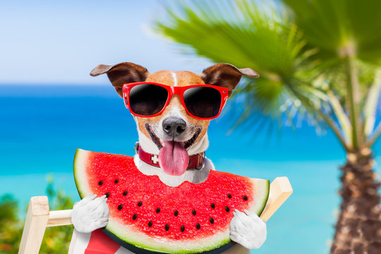 dog on hammock and watermelon
