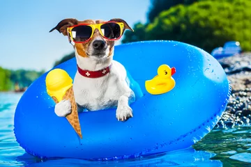 Stickers pour porte Chien fou chien plage vacances d& 39 été