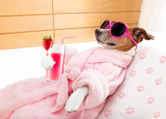 relax spa wellness dog