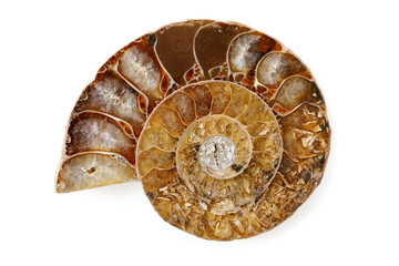 A polished half of fossil Ammonite. isolated on white background.