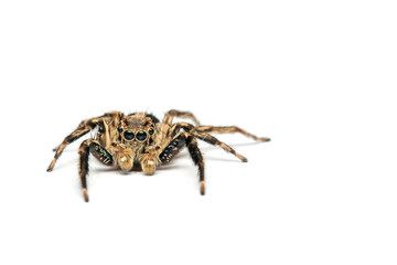 Jumping spider on White background - Portrait of a jumping spider (Salticus scenicus) with copy space
