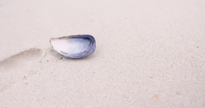 View of a seashell on the beach in slow motion