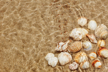Exotic seashells on the seabed under water