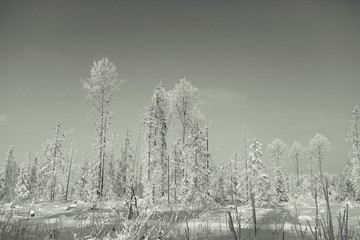 monochrome winter landscape