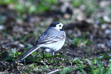 little bird Wagtail