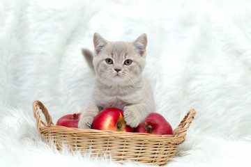 Fototapeta na wymiar gray kitten with red apples