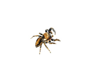 The jumping spider Evarcha falcata on white background