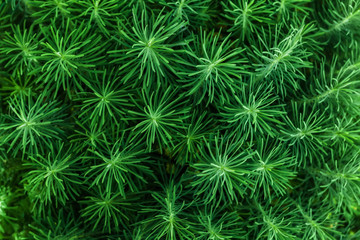 Strange green plant, bush