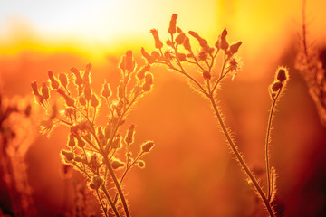summer flower meadow