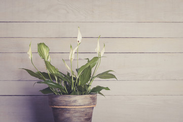 White calla flower in a handmade decorated flowerpot on wooden background