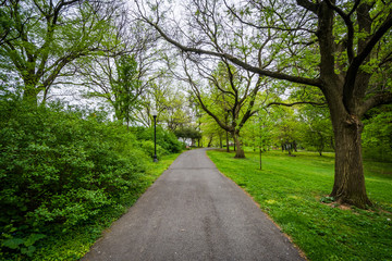 Walkway and trees at Wyman Park Dell, in Baltimore, Maryland..