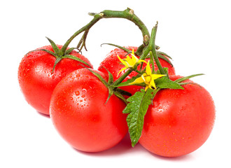tomato with leaves flower water drops isolated on white background