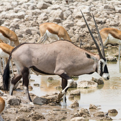 Oryx at waterhole