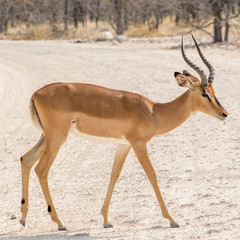Impala in Africa