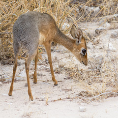 Danara Dik Dik