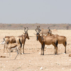 Group of Red hardebeest and other antelopes