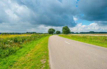 Road through nature in summer
