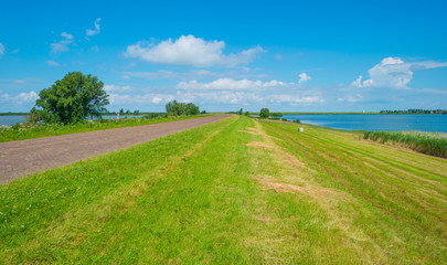 The shore of a lake in summer