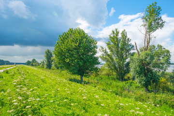 The shore of a lake in summer
