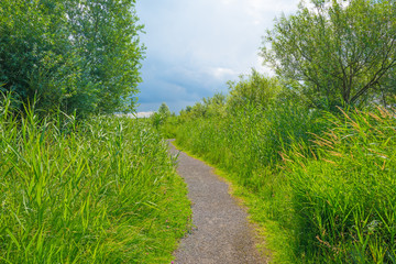 Fototapeta premium Path through wetland in sunlight in summer