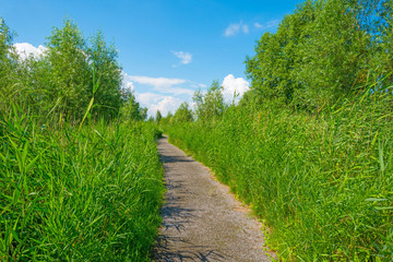 Fototapeta na wymiar Path through wetland in sunlight in summer