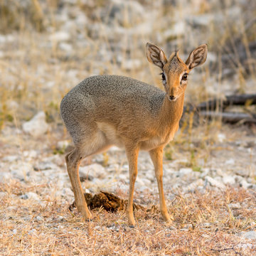 Danara Dik Dik