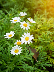 Obraz premium chamomile flower
