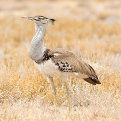 Kori Bustard