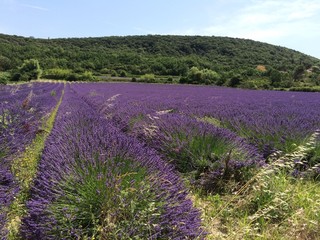 Naklejka na ściany i meble Lavender field in France
