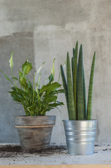 Calla and sanseveria plants in pots, recently planted