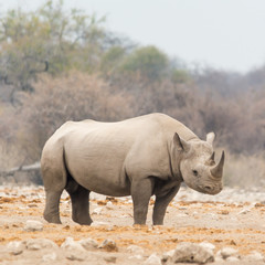 Fototapeta premium Rhinoceros