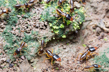 A group of termite migrating to other place