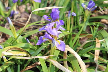 "Lazistan Iris" flower in St. Gallen, Switzerland. Its Latin name is Iris Lazica, native to Northeastern Turkey and Georgia.
