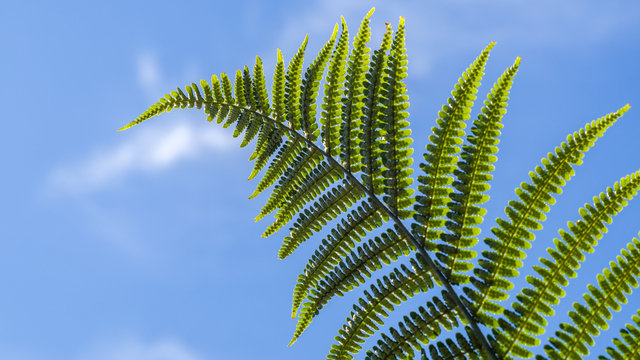 Leaf of a Eagle fern (Pteridium aquilinum) on blue sky