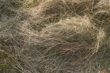 hay, straw, texture