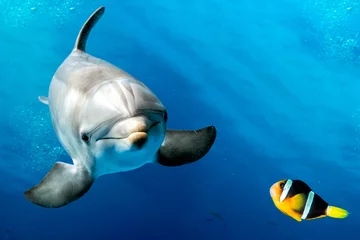 Crédence de cuisine en verre imprimé Dauphin dauphin sous l& 39 eau sur bleu avec poisson clown nemo