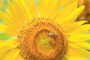 ひまわりとミツバチ