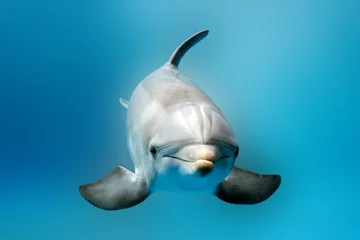 Meubelstickers dolfijn lachend oog close-up portret detail © Andrea Izzotti