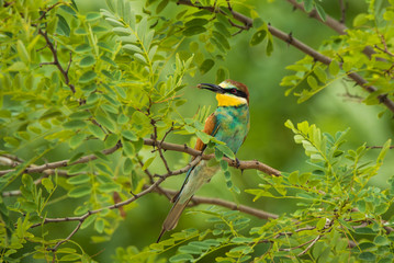 Exotic tropical bird