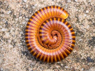 Red millipede curl itself on concrete background