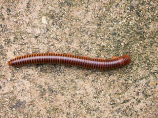 Red millipede crawl on concrete background
