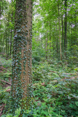 trees growing ivy in the forest