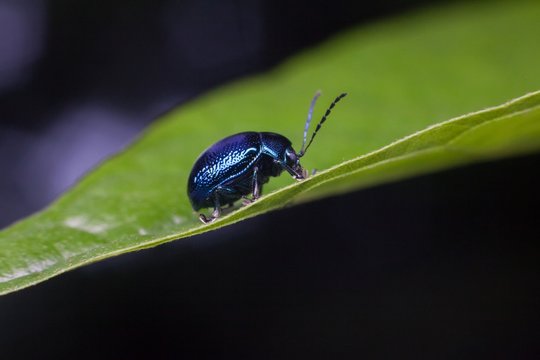 Cobalt blue beetle