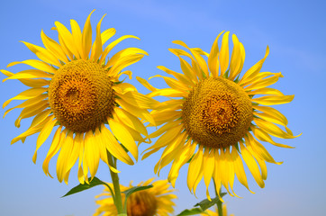 Sunflower with blue sky 