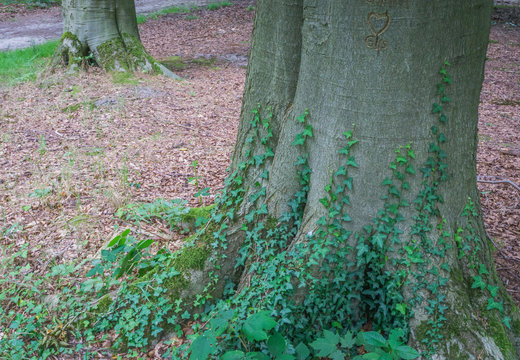 trees growing ivy in the forest