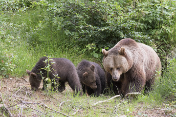 Bärenfamilie Waldrand