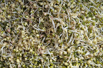 Pile of entangled  bean sprouts close-up