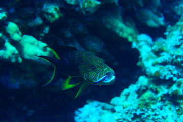 grouper underwater photo