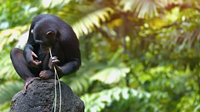 Mature chimpanzee perches on a rock while chewing on a grass stalk in her habitat enclosure at a popular, public zoo. Video 3840x2160